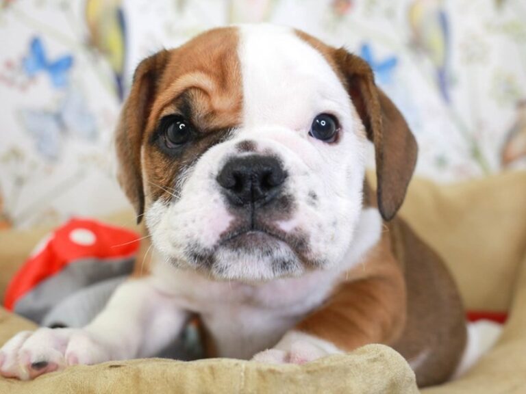 English Bulldog