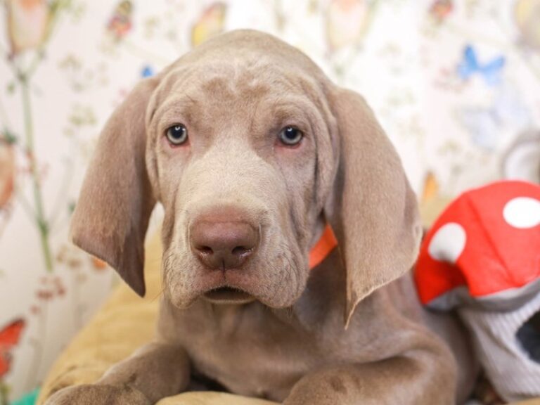Weimaraner