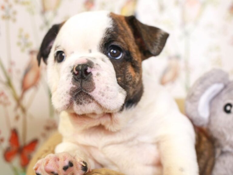 English Bulldog