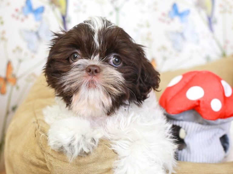 Shih Tzu