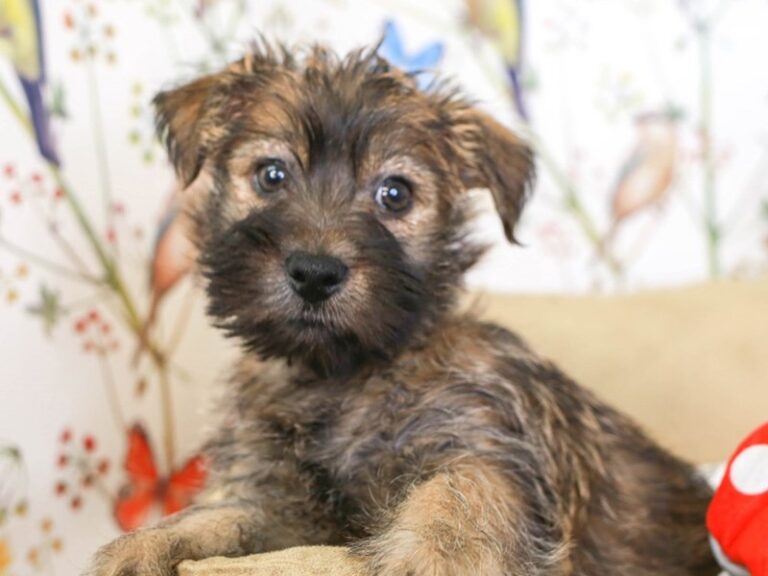 Cairn Terrier
