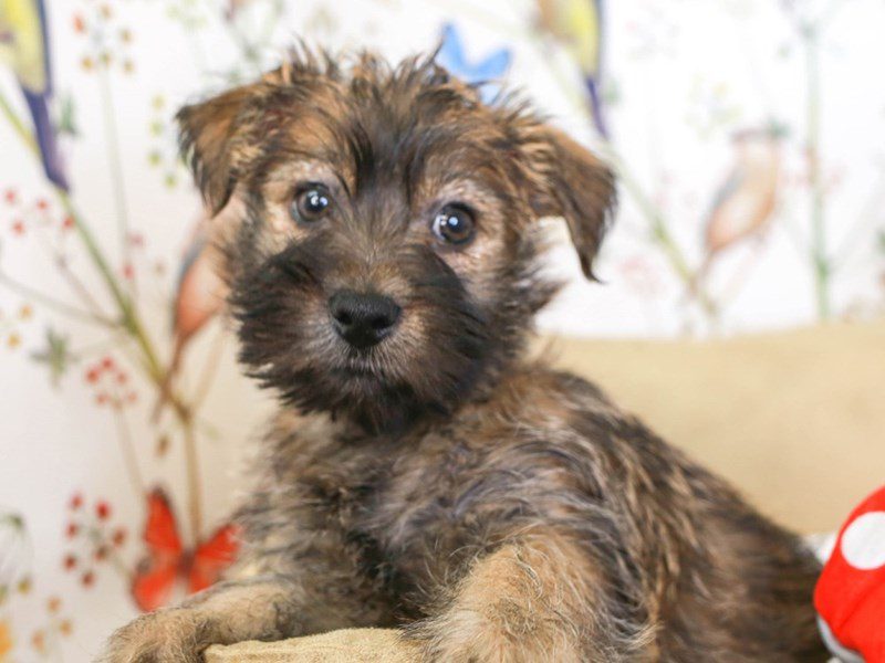 Cairn Terrier-Male-Brindle-3527839-Animal Kingdom | Puppies N Love