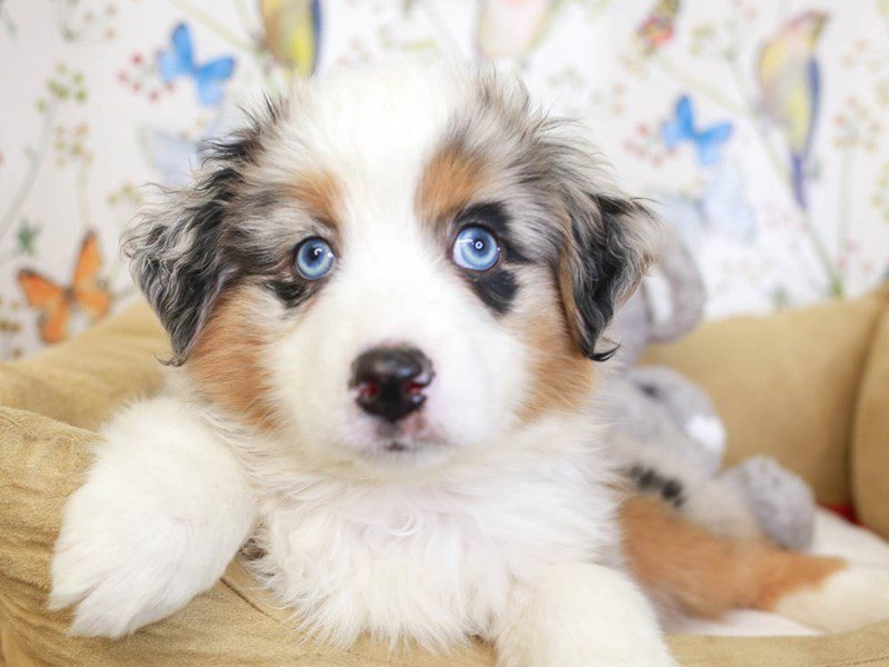 Miniature American Shepherd-Male-BL MRL WHI-3529596-Animal Kingdom | Puppies N Love