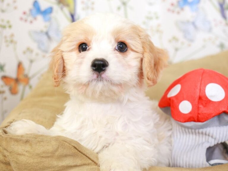 Cavachon