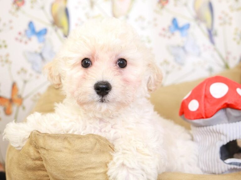 Poochon