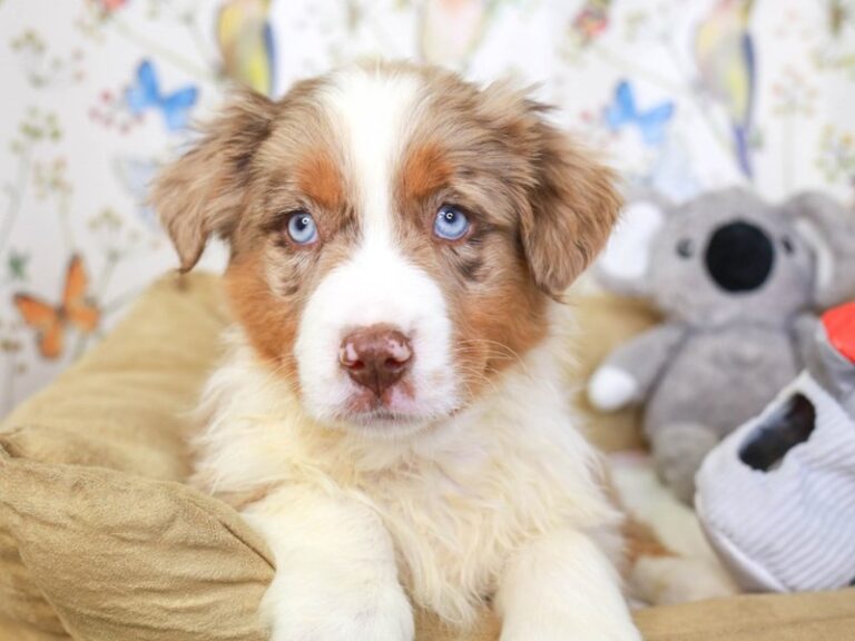 Mini Aussie