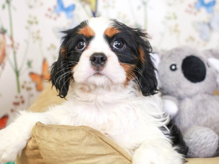 Cavalier King Charles