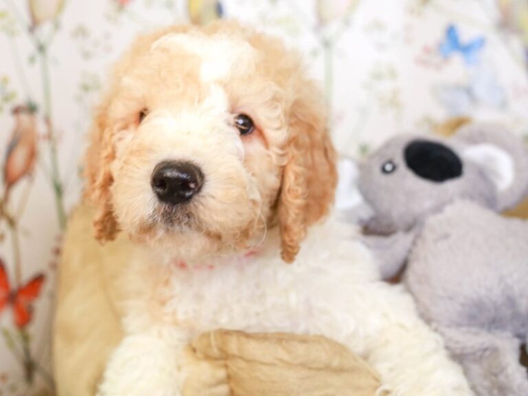 Goldendoodle