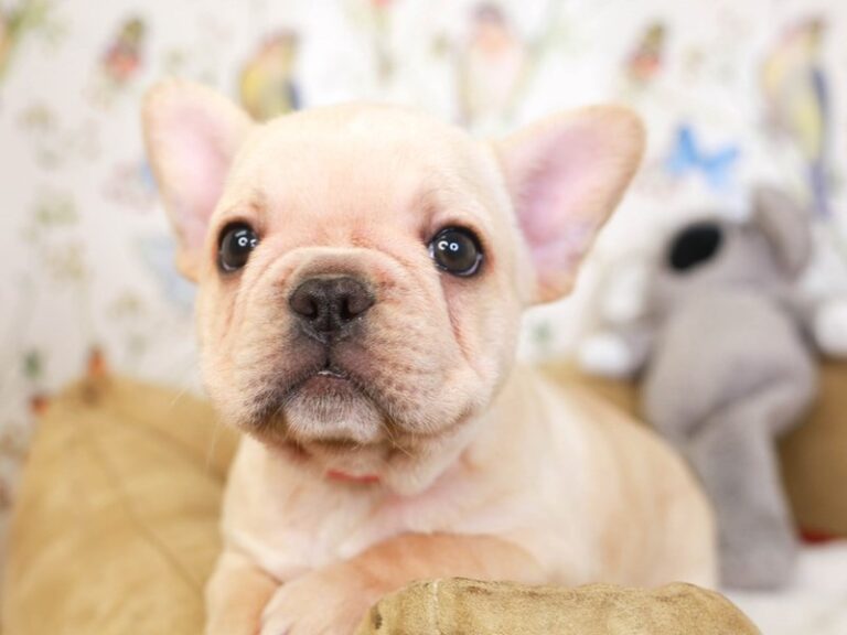 French Bulldog