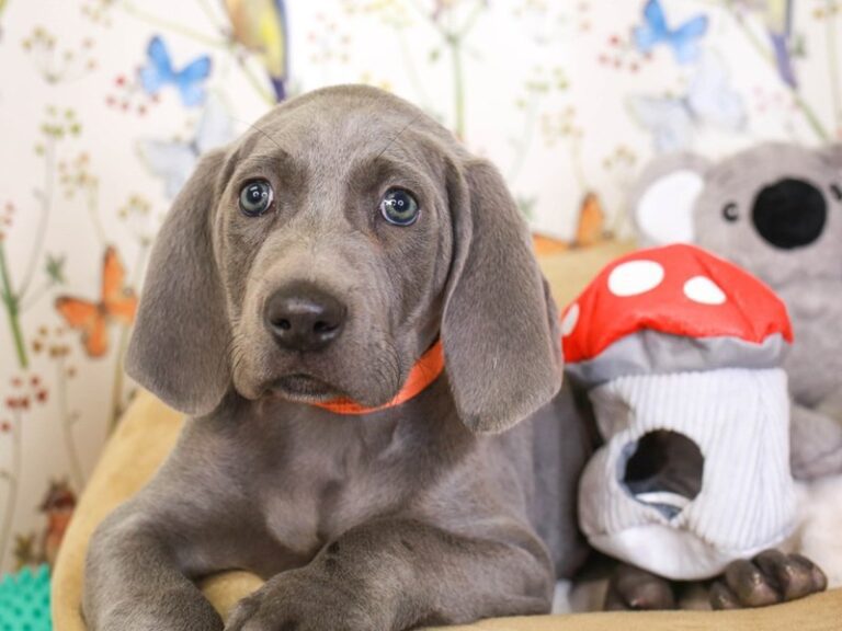 Weimaraner