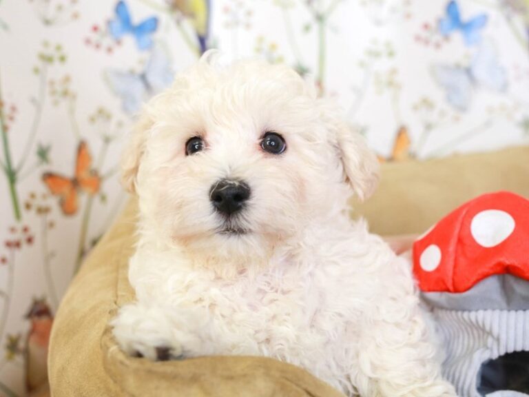 Poochon