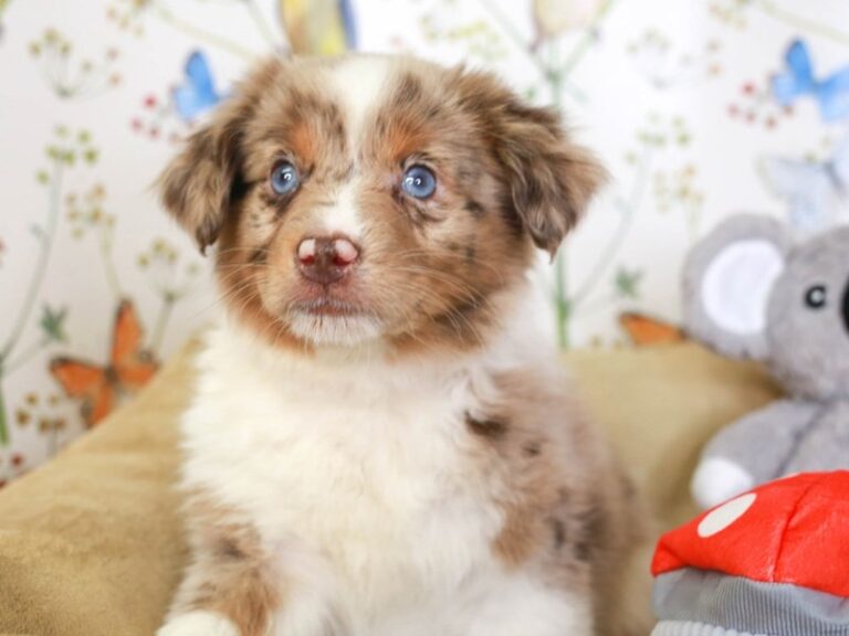 Mini Aussie