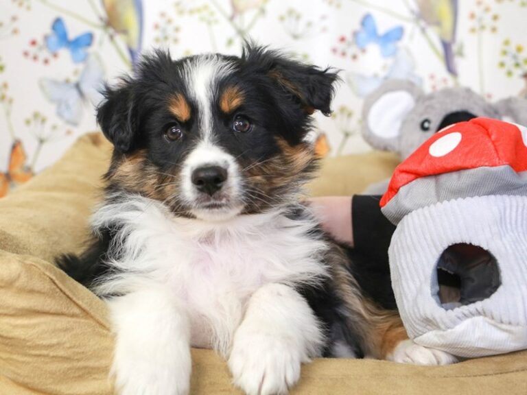 Mini Aussie