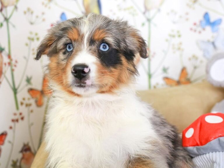 Mini Aussie