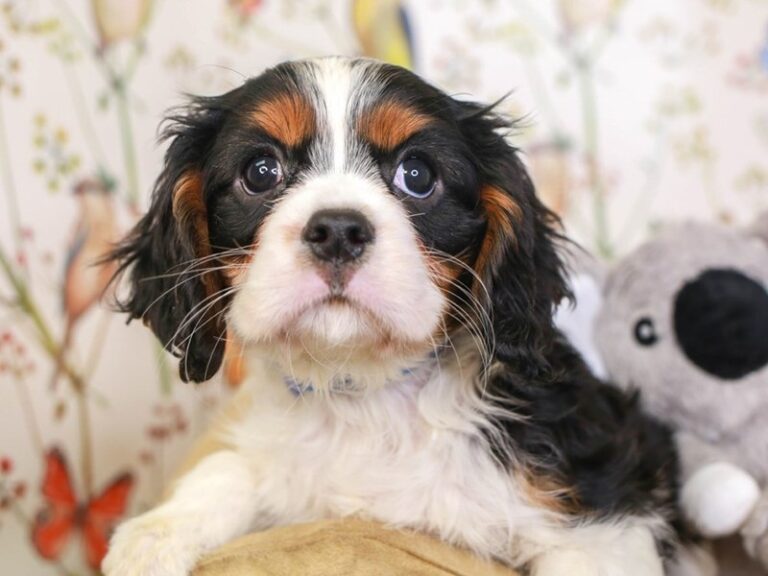 Cavalier King Charles