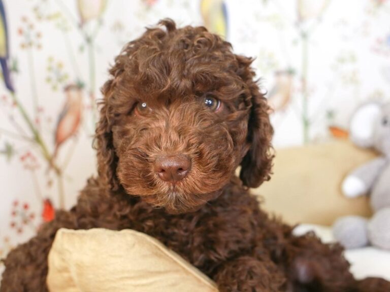 Mini Labradoodle