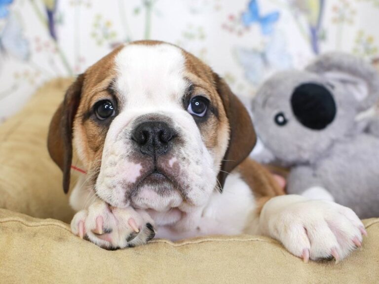 English Bulldog