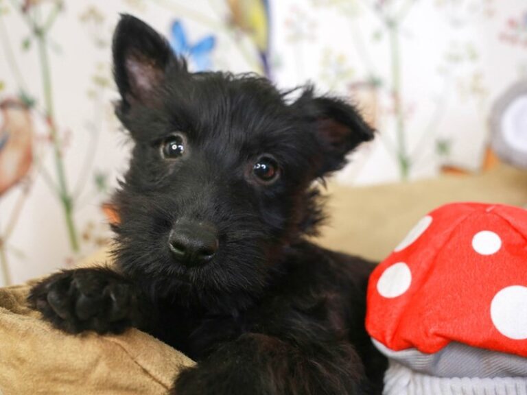 Scottish Terrier