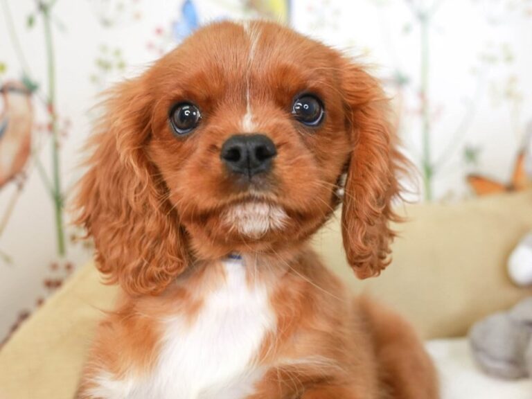 Cavalier King Charles