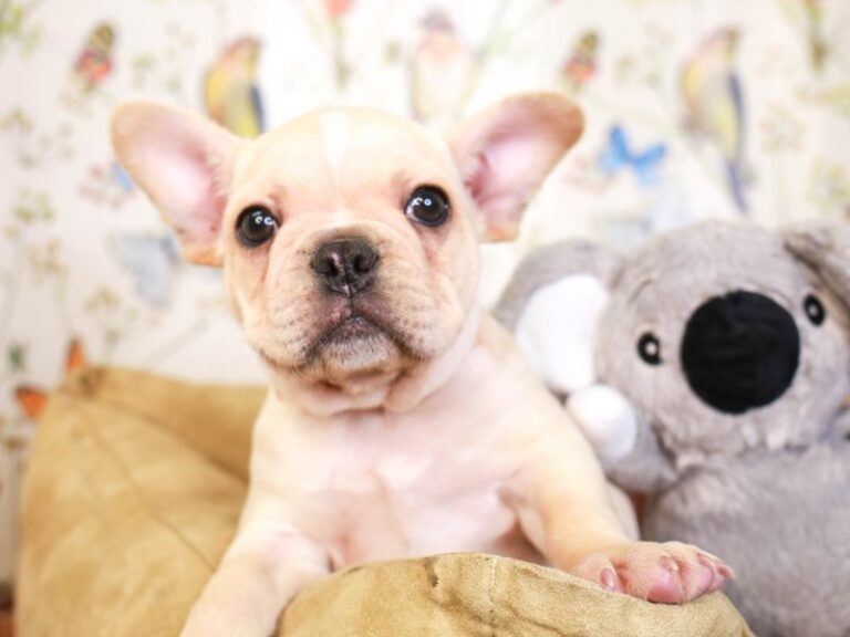 French Bulldog