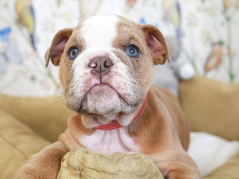 English Bulldog