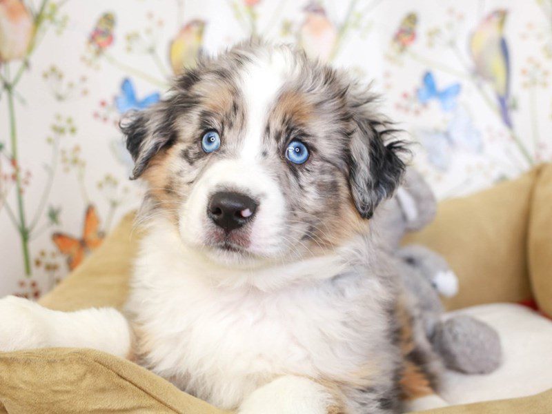 Miniature American Shepherd-Male-BL MRL-3529597-Animal Kingdom | Puppies N Love