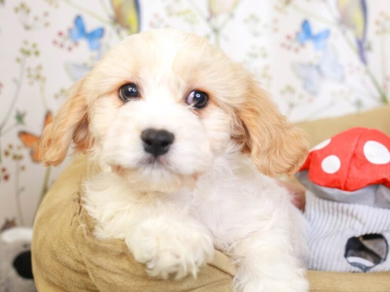 Cavachon