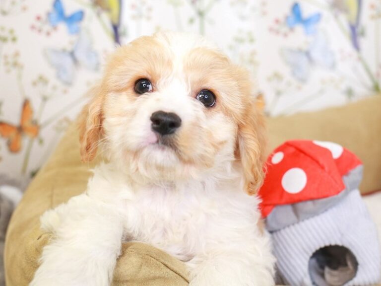 Cavachon