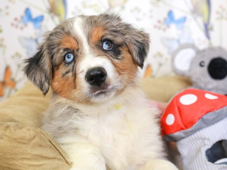 Mini Aussie