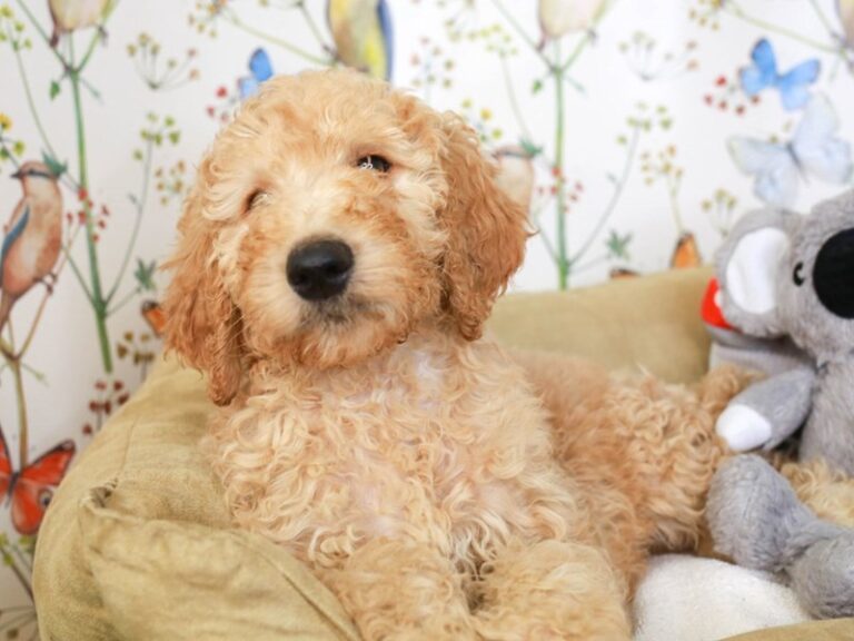 Goldendoodle