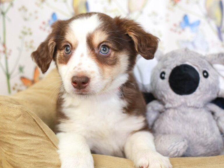Mini Aussie