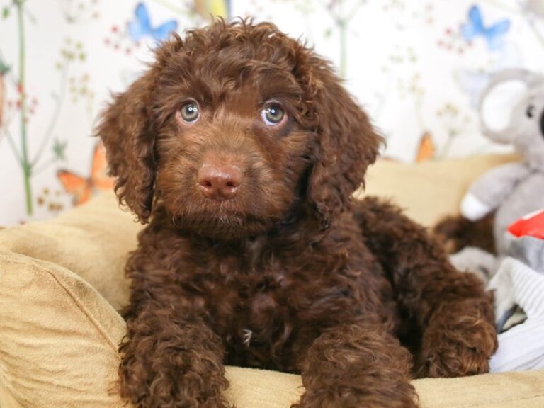 Mini Labradoodle