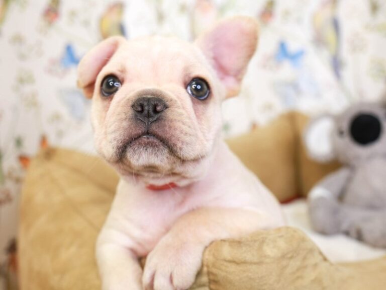 French Bulldog