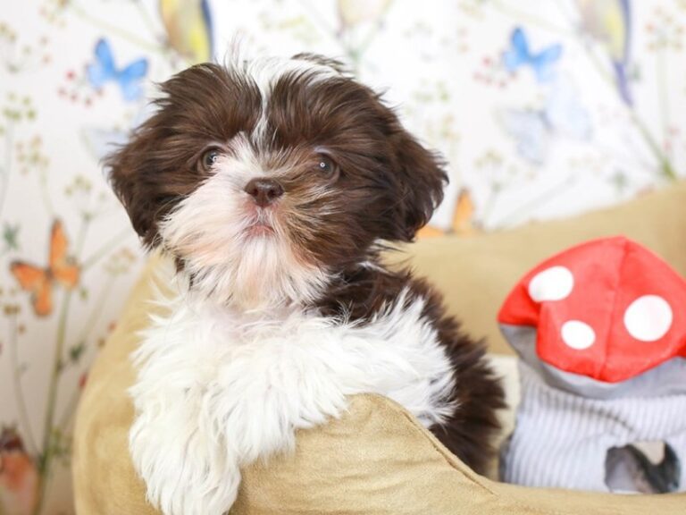 Shih Tzu