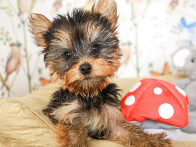Yorkshire Terrier