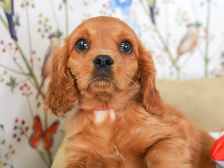 Cavalier King Charles