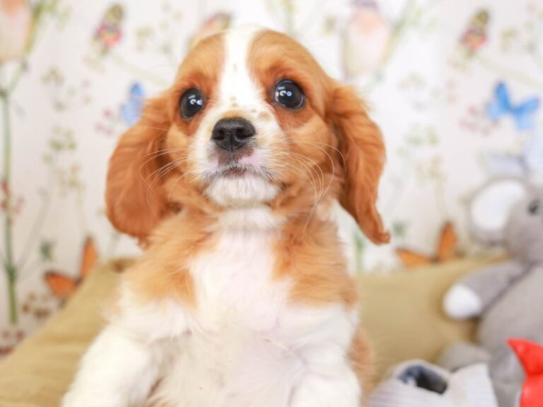 Cavalier King Charles