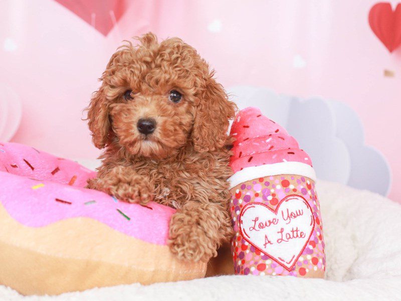 Mini Labradoodle-Male-RED-3497219-Animal Kingdom | Puppies N Love