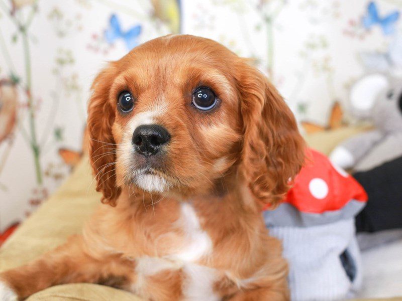 Cavalier King Charles Spaniel-Male-Ruby-3527930-Animal Kingdom | Puppies N Love