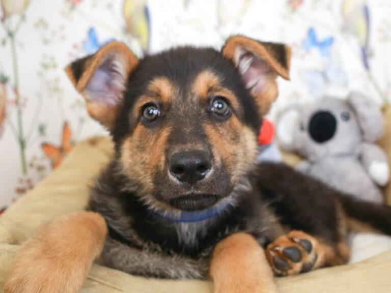 German Shepherd