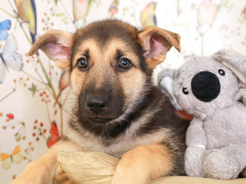 German Shepherd-Male-Black and Tan-3527802-Animal Kingdom | Puppies N Love