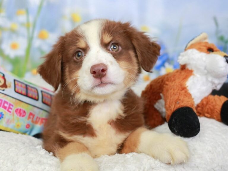 Mini Aussie