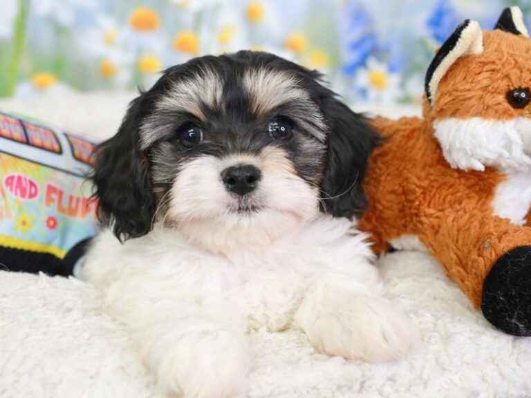 Cavachon