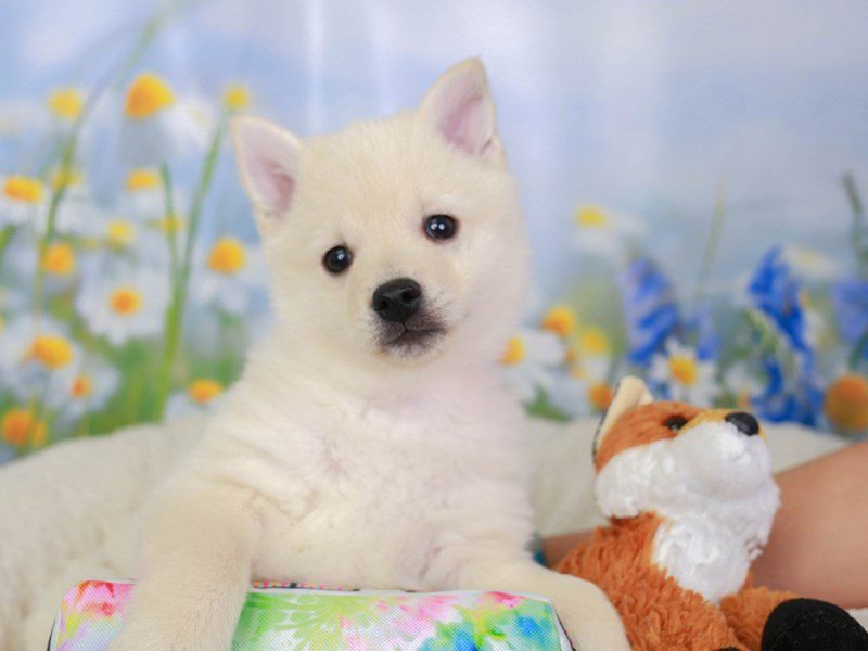 Schipperke-Male-cr-3539971-Animal Kingdom | Puppies N Love