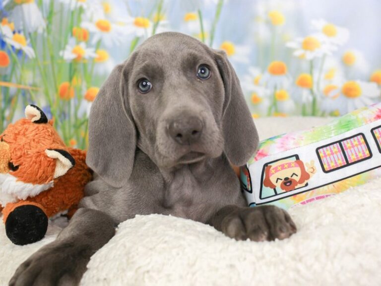 Weimaraner