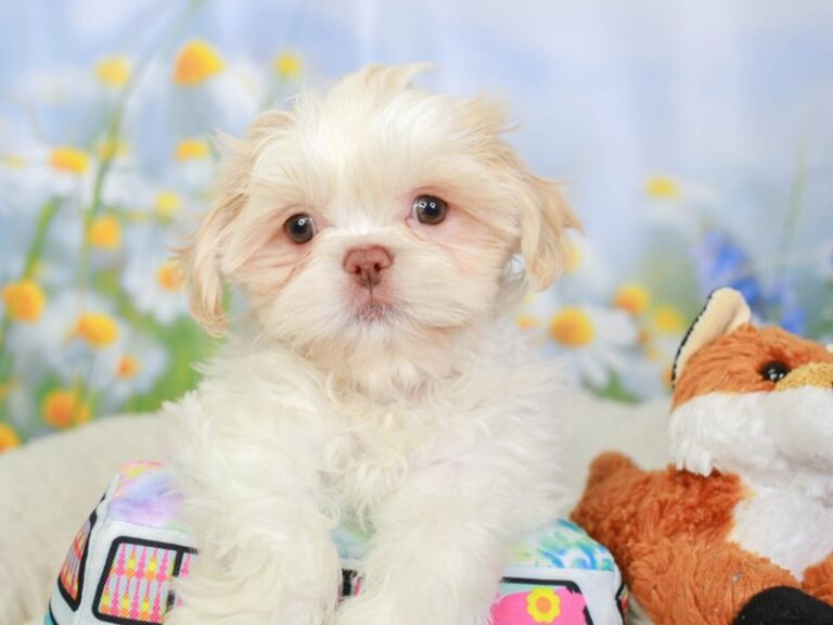 Shih Tzu