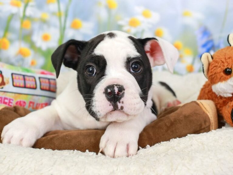 Olde English Bulldog