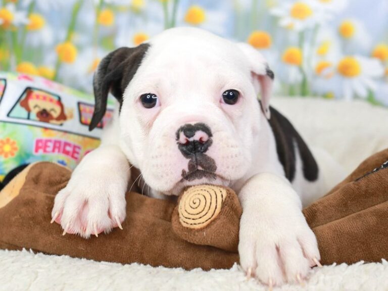 Olde English Bulldogge