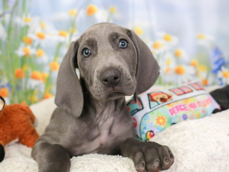 Weimaraner
