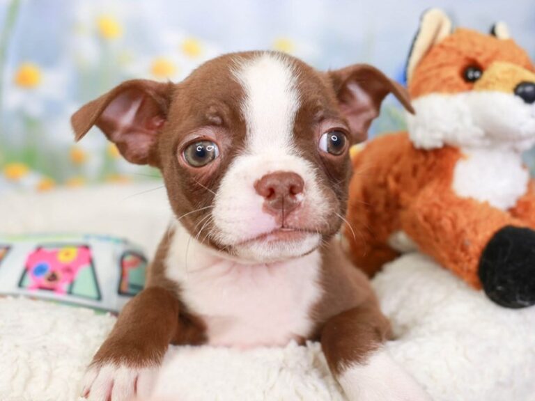 Boston Terrier